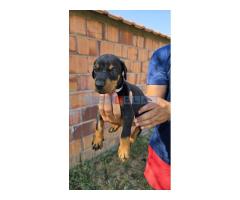 DOBERMAN ŠTENCI - Fotografija 4/5