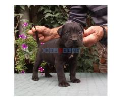 CANE CORSO top stenad