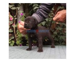 CANE CORSO top stenad