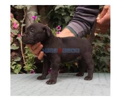 CANE CORSO top stenad