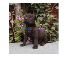 CANE CORSO top stenad - Fotografija 4/5