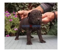 CANE CORSO top stenad - Fotografija 5/5