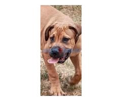 Boerboel-Južnoafrički mastif - Fotografija 2/5