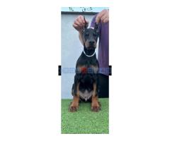 Doberman štenci - Fotografija 1/6