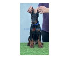 Doberman štenci - Fotografija 2/6