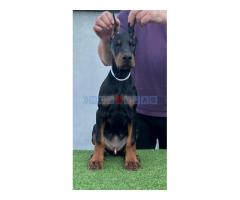 Doberman štenci - Fotografija 3/6