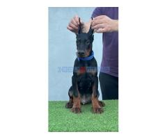 Doberman štenci - Fotografija 5/6