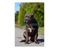 American Bully XL muško štene - Fotografija 1/6