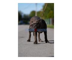 American Bully XL muško štene - Fotografija 3/6