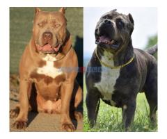 American Bully XL muško štene - Fotografija 6/6