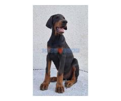 Doberman, vrhunski stenci - Fotografija 3/6