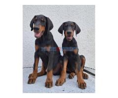 Doberman, vrhunski stenci - Fotografija 4/6