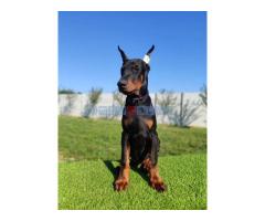 Doberman mužijaci - Fotografija 1/5