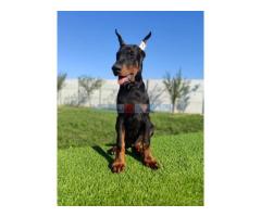 Doberman mužijaci - Fotografija 2/5