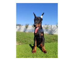 Doberman mužijaci - Fotografija 3/5