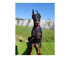 Doberman mužijaci - Fotografija 4/5