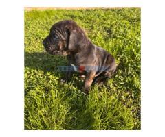 Cane Corso štenci