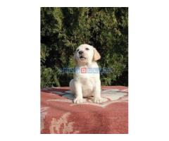 Labrador retriver