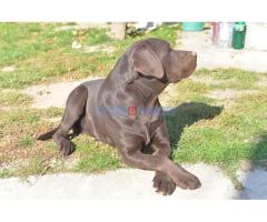 Labrador retriver