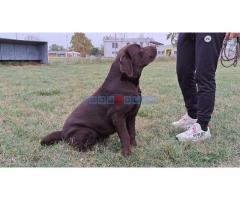 Labrador retriver - Fotografija 5/6