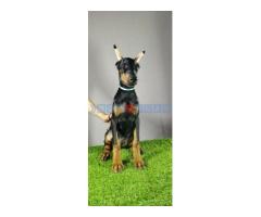 Štenci dobermana - Fotografija 4/6