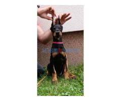 Štenci dobermana - Fotografija 5/6