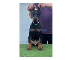 Doberman štenci - Fotografija 4/6