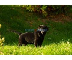 Labrador Retriver štenci