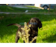 Labrador Retriver štenci - Fotografija 3/6