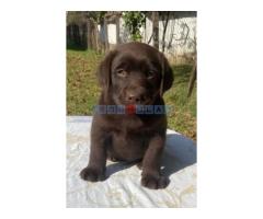 Labrador retriver, braon muzjak