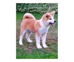 Akita Inu