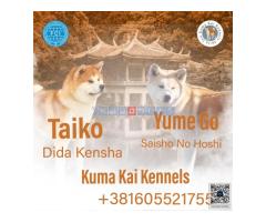 Akita Inu