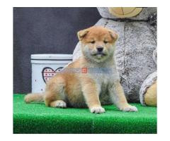 Shiba inu štenci