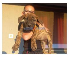 Presa Canario prelepi štenci