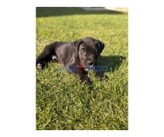 Cane Corso štenci - Fotografija 5/5