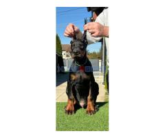 Doberman štenci - Fotografija 5/6