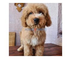 Labradoodle prelepi štenci