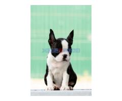 Boston terrier