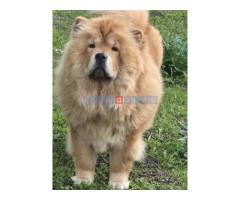 Cau cau chow chow stenci