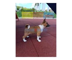 Basenji stenci