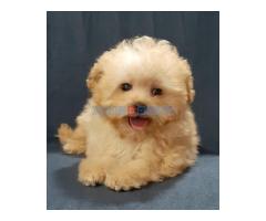 MALTIPOO  oba pola