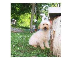 Goldendoodle dvije zenke