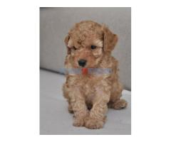 Mini poodle