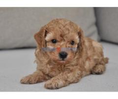 Mini poodle - Fotografija 3/5