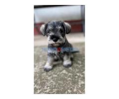 Patuljasti Šnaucer Miniature Schnauzer