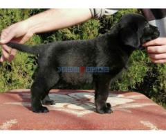 Labrador retriver