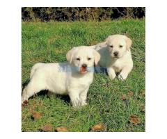 Labrador retriver