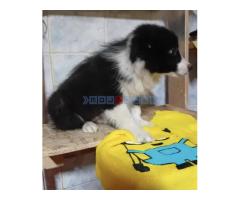 Border Collie