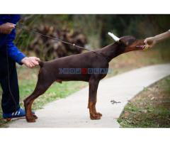 Doberman štenci na prodaju - Fotografija 5/6