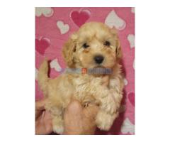 MALTIPOO   stenad